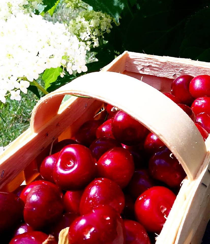 Kirschen5